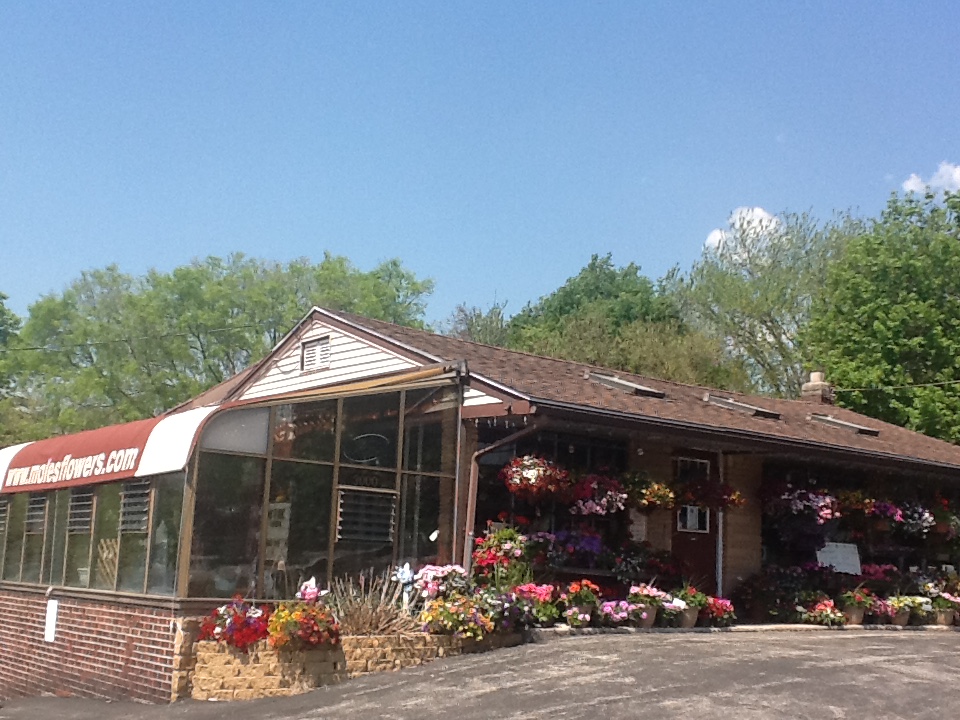 Moles Flower & Gift Shop | 3000 Ridge Pike, Norristown, PA 19403 | Phone: (610) 631-1660