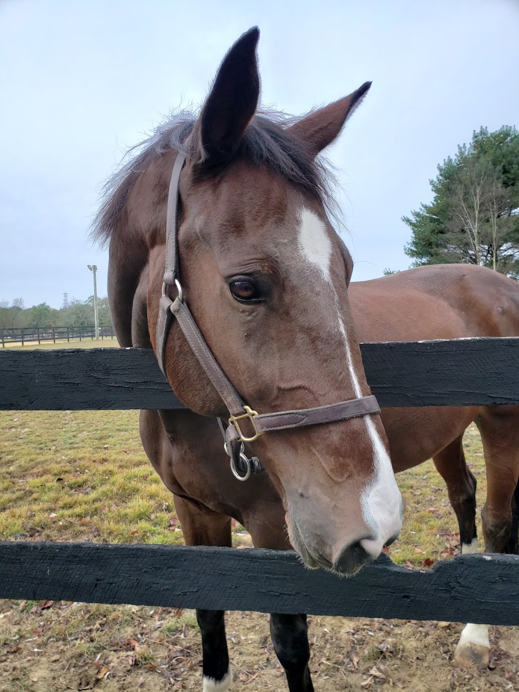 East Coast Equine Performance, LLC | 191 Bordentown Georgetown Rd, Chesterfield Township, NJ 08515 | Phone: (609) 298-0786