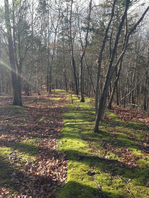 Gnome Hollow Nature Preserve | 2039 Stillwater Rd, Newton, NJ 07860 | Phone: (908) 362-7989