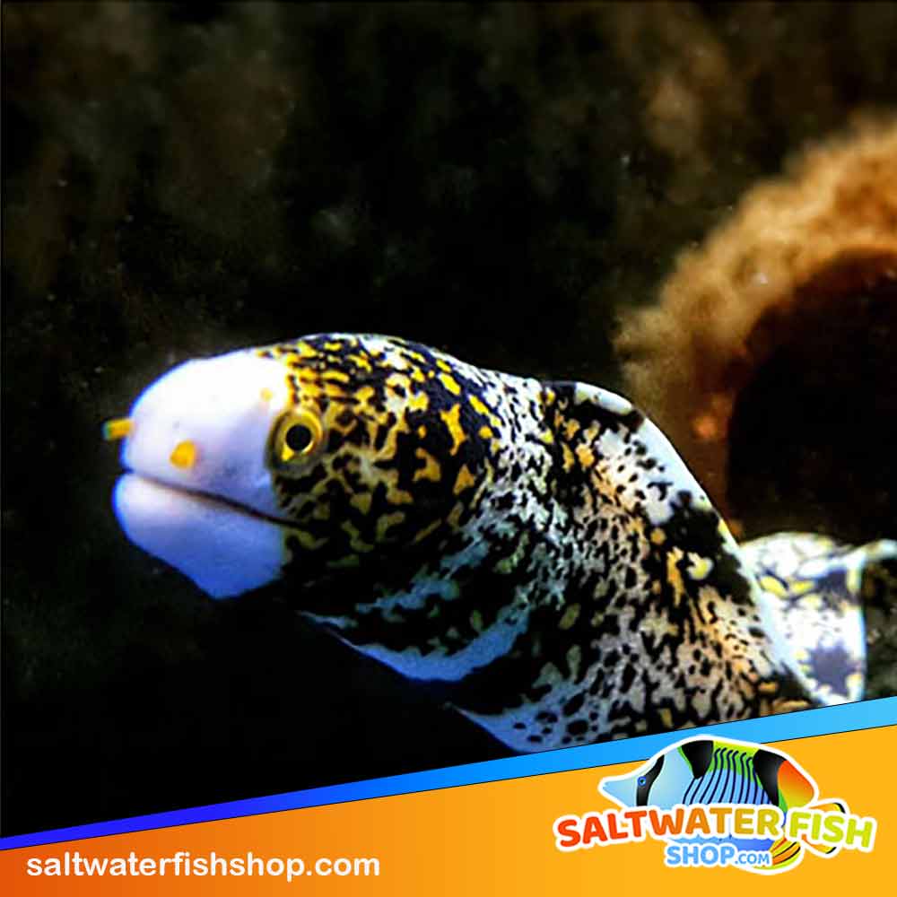 Saltwater Fish Shop | 2511 Fire Rd A7, Egg Harbor Township, NJ 08234 | Phone: (609) 408-8783