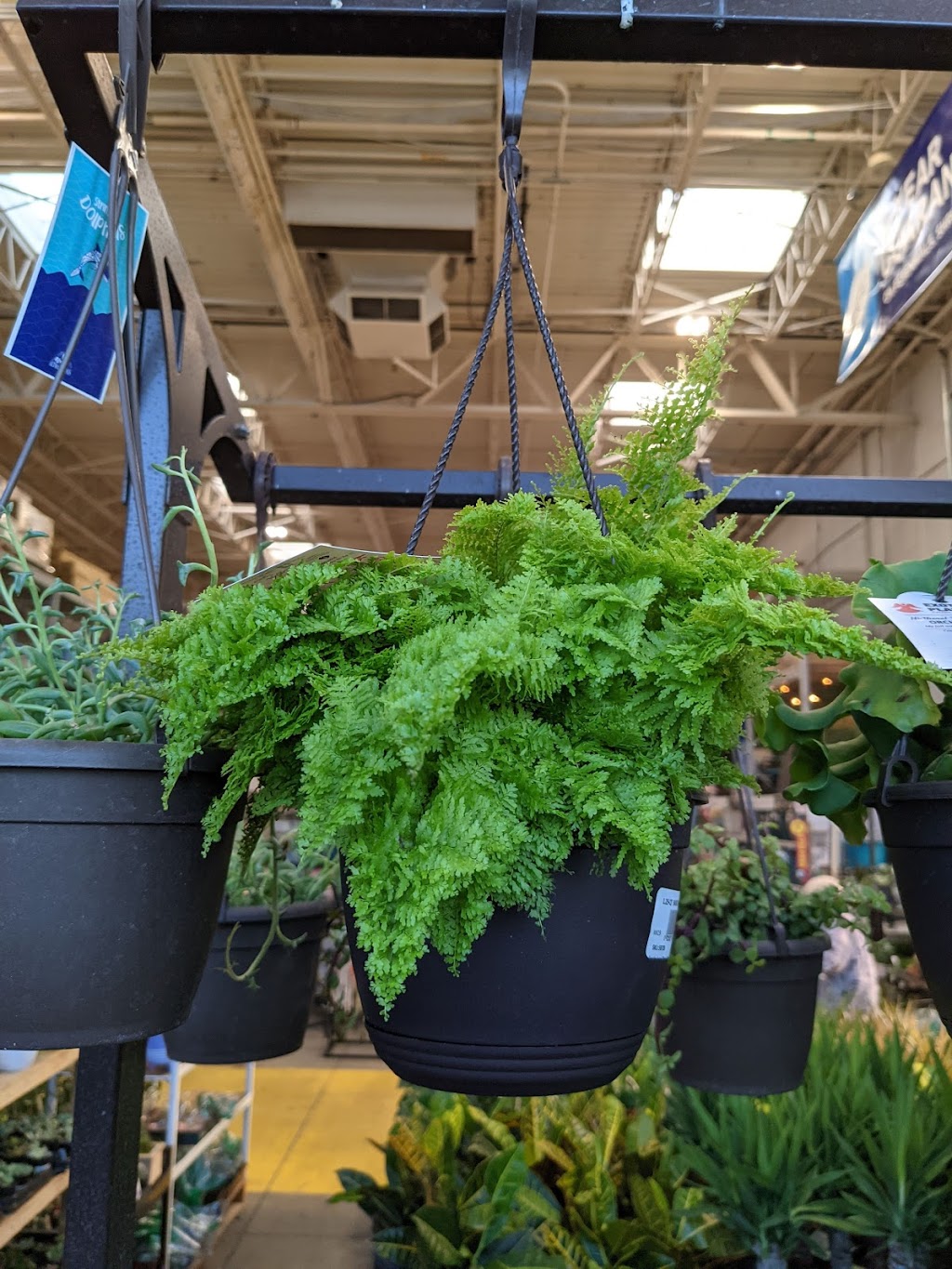 Lowes Garden Center | 246 New Britain Ave, Plainville, CT 06062 | Phone: (860) 793-1500