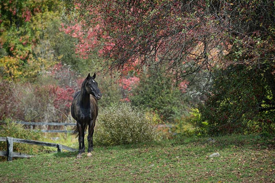 Endeavor Therapeutic Horsemanship, Inc. | 556 Croton Lake Rd, Mt Kisco, NY 10549 | Phone: (914) 241-0211