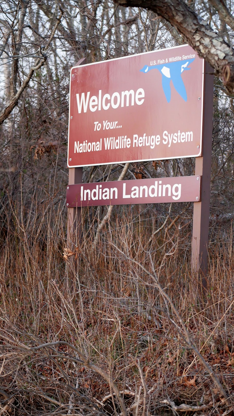 Indian Landing, Wertheim National Wildlife Refuge | Long Island National Wildlife Refuge Complex Visitor Center, 340 Smith Rd, Shirley, NY 11967 | Phone: (631) 286-0485