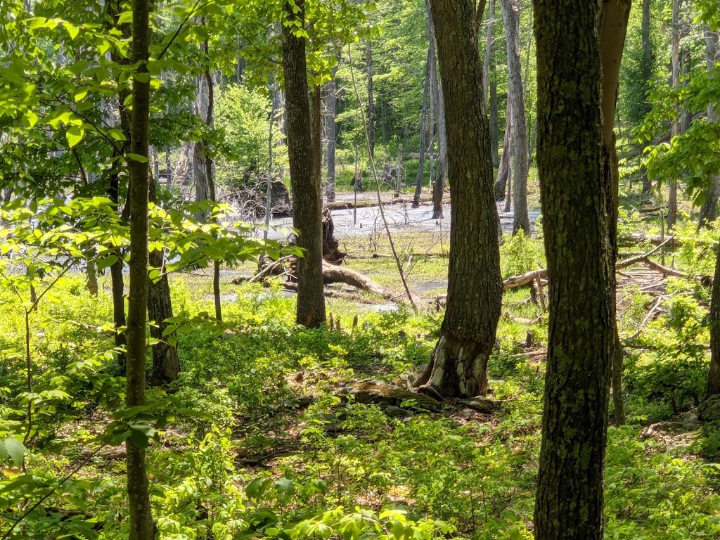 Delaware State Forest | Dingmans Ferry, PA 18328 | Phone: (570) 895-4000