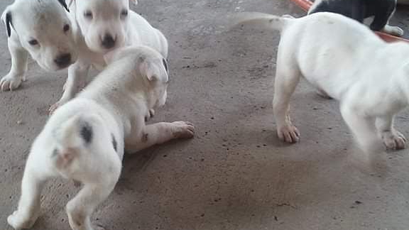 James Amazing Pitbull (Bluenose) Puppies For Home | 204 Raritan St, Camden, NJ 08105 | Phone: (201) 305-0547