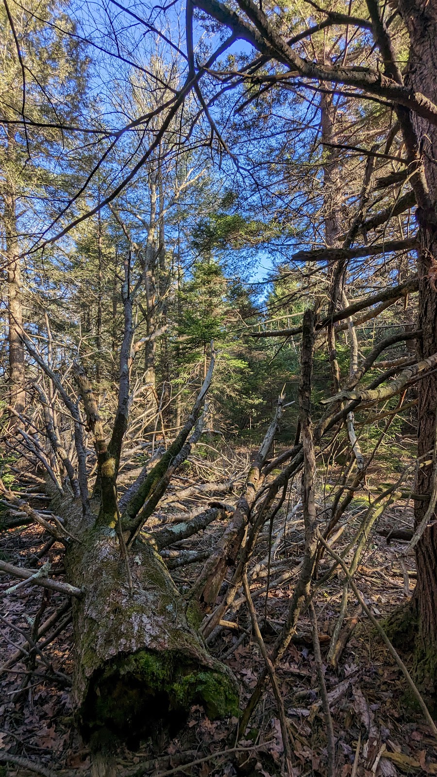Wildlands Conservancys Maple Tract Preserve | 271 Stoney Hollow Rd, Pocono Lake, PA 18347 | Phone: (610) 965-4397