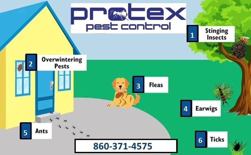 Protex Pest Control | 27 Werner Dr, Vernon, CT 06066 | Phone: (860) 371-4575