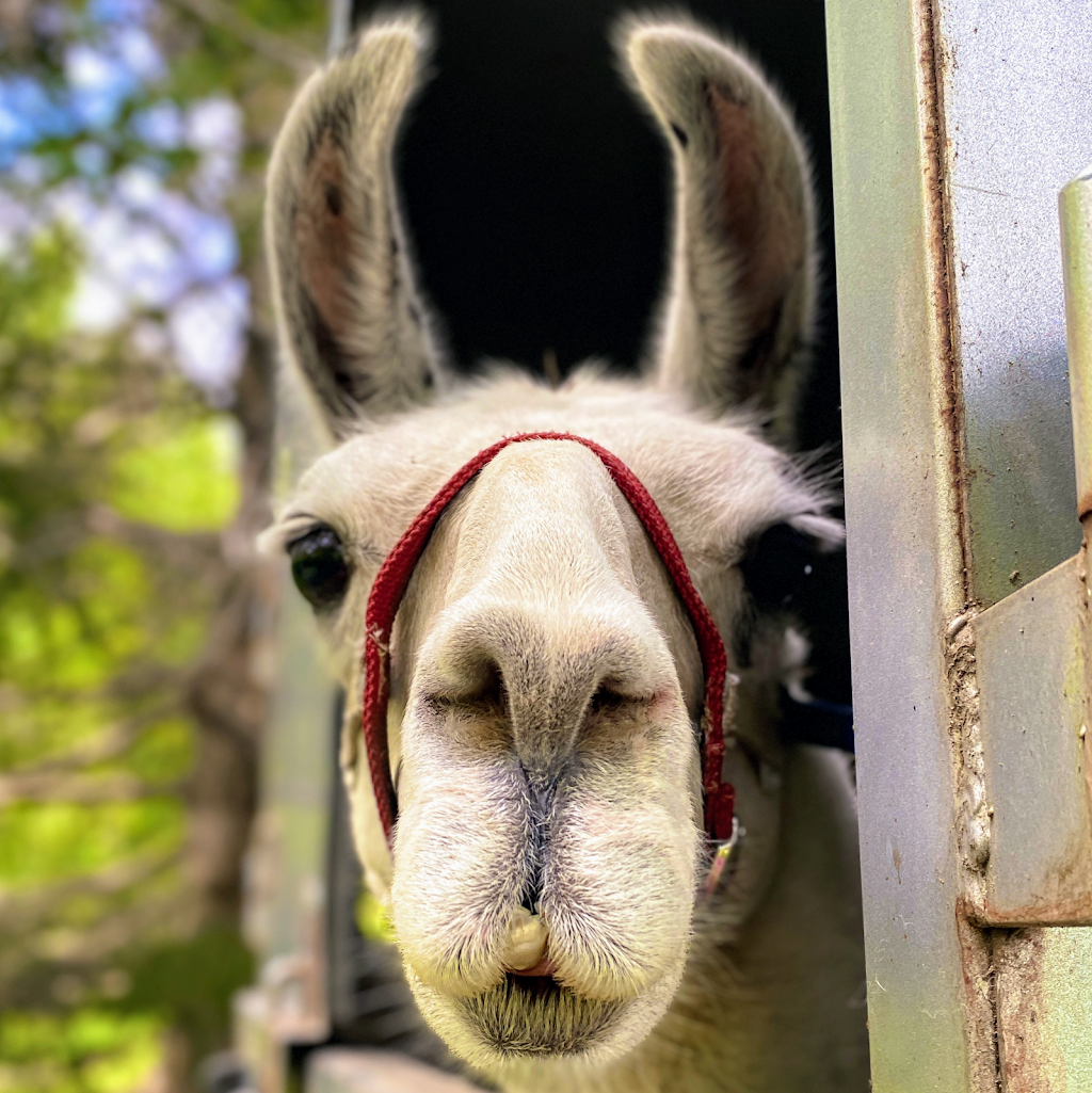 Llama Alpaca Hikes and Goat Walks-Clover Brooke Farm | 175 Ruskey Ln, Hyde Park, NY 12538 | Phone: (845) 444-6066