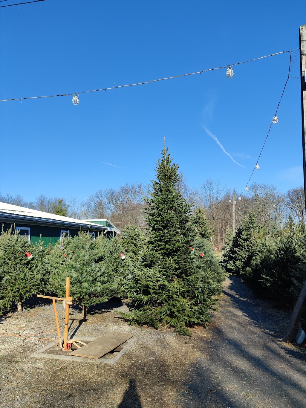 McArdles Holiday Farm | 4316 Mechanicsville Rd, Doylestown, PA 18902 | Phone: (215) 794-7655