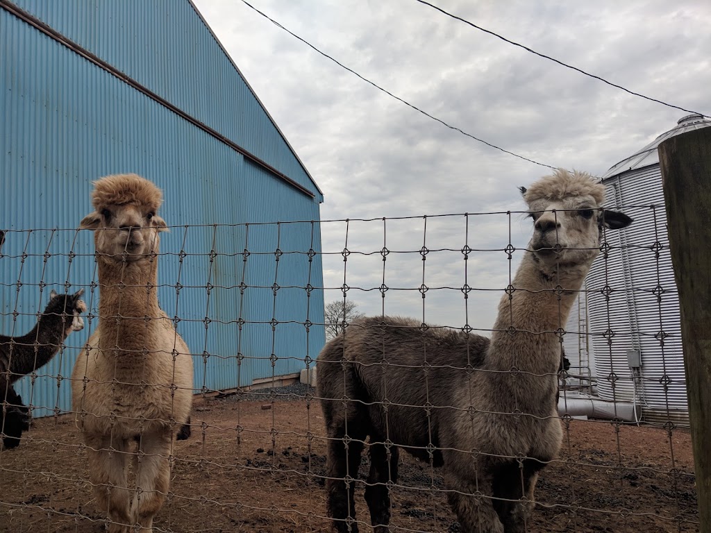 GracefulGlenAlpacas, LLC | 798 Hunsicker Rd, Telford, PA 18969 | Phone: (267) 421-1022