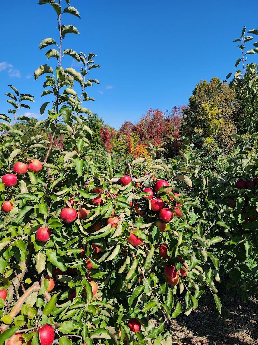 Apple Daves Distillery | 82 4 Corners Rd, Warwick, NY 10990 | Phone: (845) 772-1242