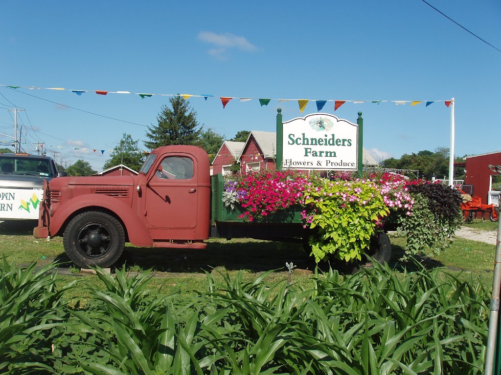 Schneiders Farm | 316 Old Country Rd, Melville, NY 11747 | Phone: (631) 673-5844