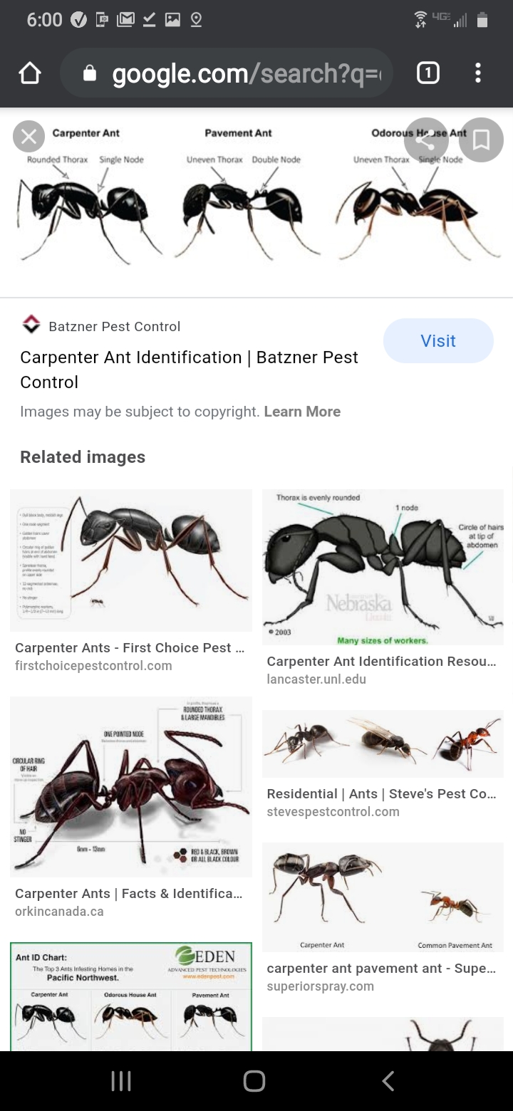 Bug Away Pest Control | 22 Devon Dr, Egg Harbor Township, NJ 08234 | Phone: (609) 601-0077