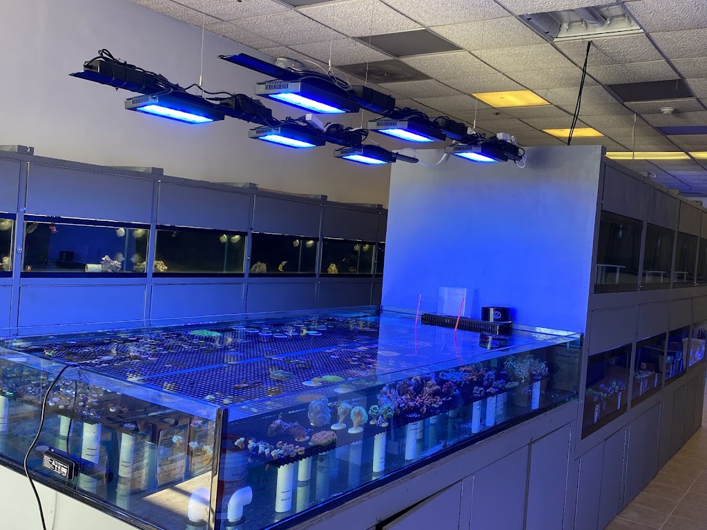 Reef Shark Aquarium Inc | 2083 Hempstead Tpke, East Meadow, NY 11554 | Phone: (516) 750-5011