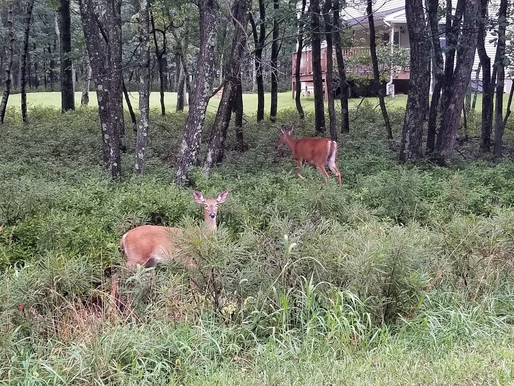 Jonas Mountain Nature Preserve | 739 Rainbow Terrace, Effort, PA 18330 | Phone: (570) 424-1514