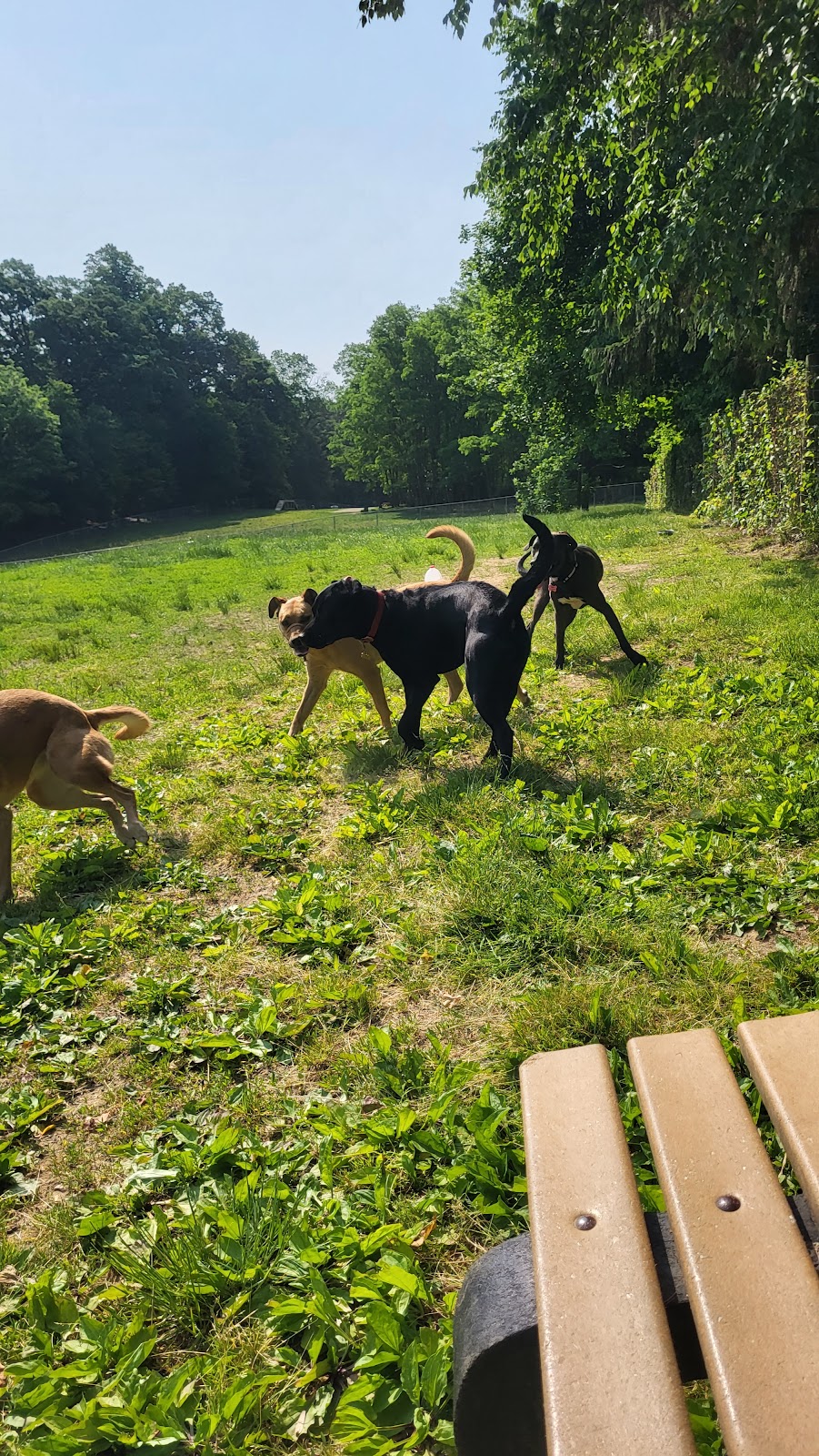 Central Park County Dog Park | Collins Rd, Morris Plains, NJ 07950 | Phone: (973) 326-7600