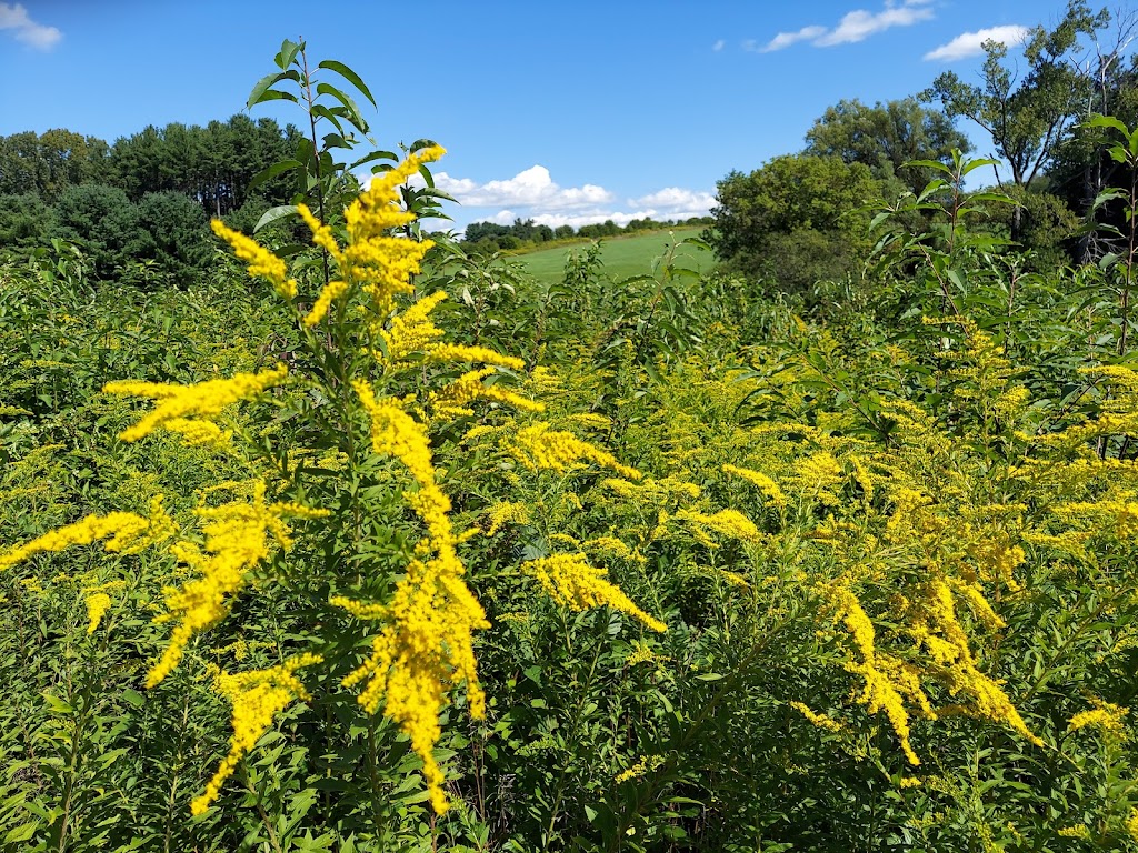 Mass Audubon Canoe Meadows Wildlife Sanctuary | 309 Holmes Rd, Pittsfield, MA 01201 | Phone: (413) 637-0320