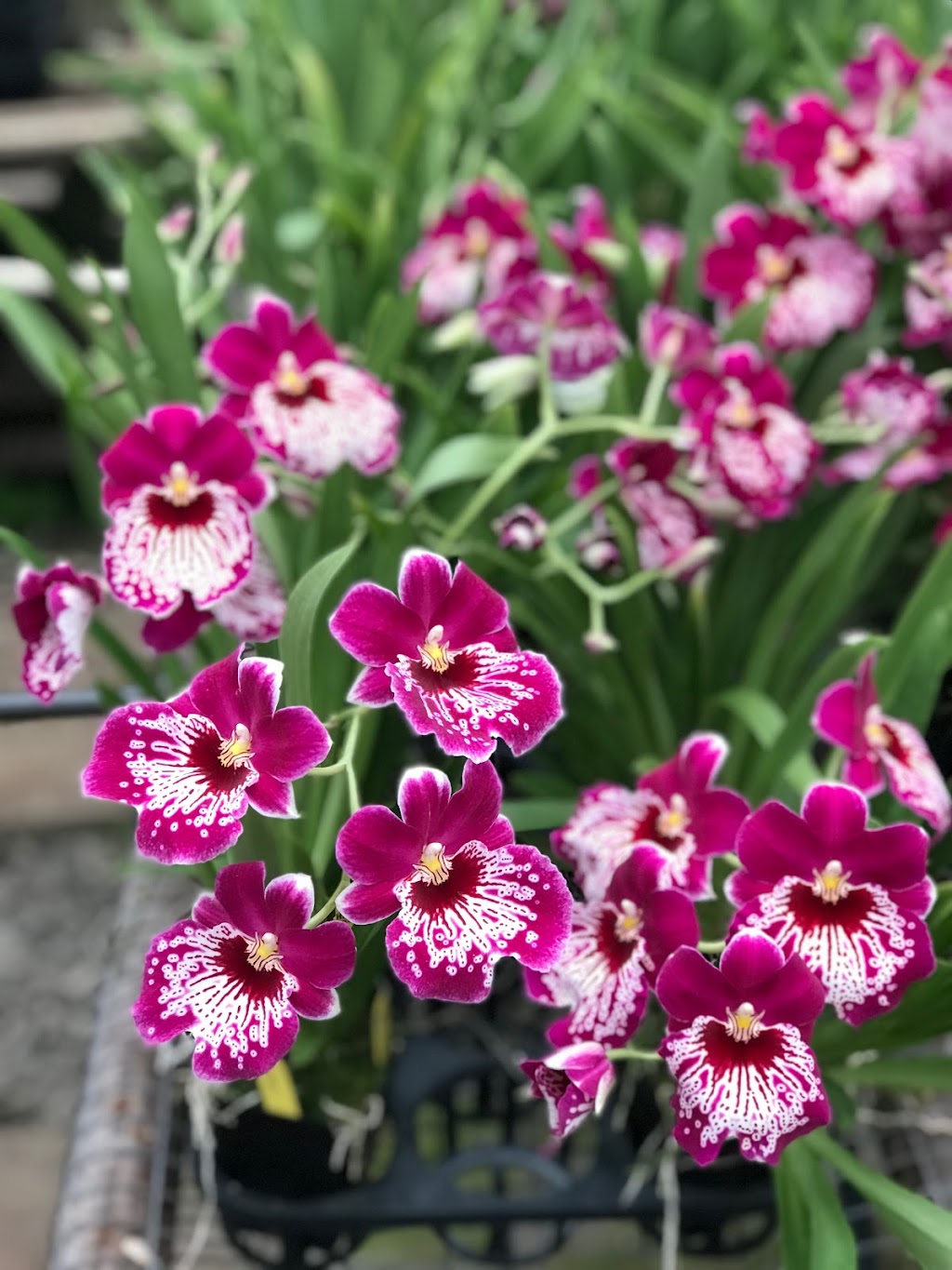 Taida Orchids Inc | 459 Foothill Rd, Bridgewater, NJ 08807 | Phone: (908) 595-0055