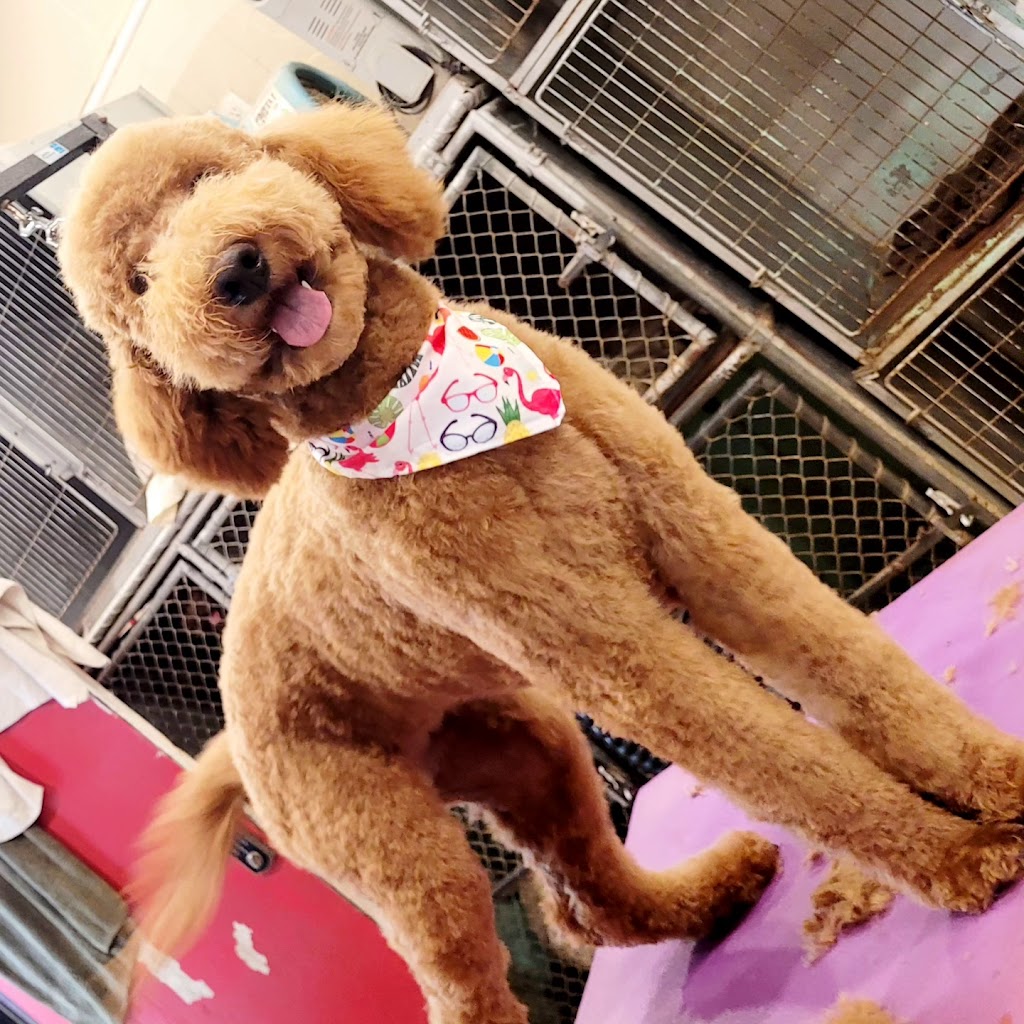 All Pet Groomery and Boarding | 815 NY-25A, Miller Place, NY 11764 | Phone: (631) 953-5643