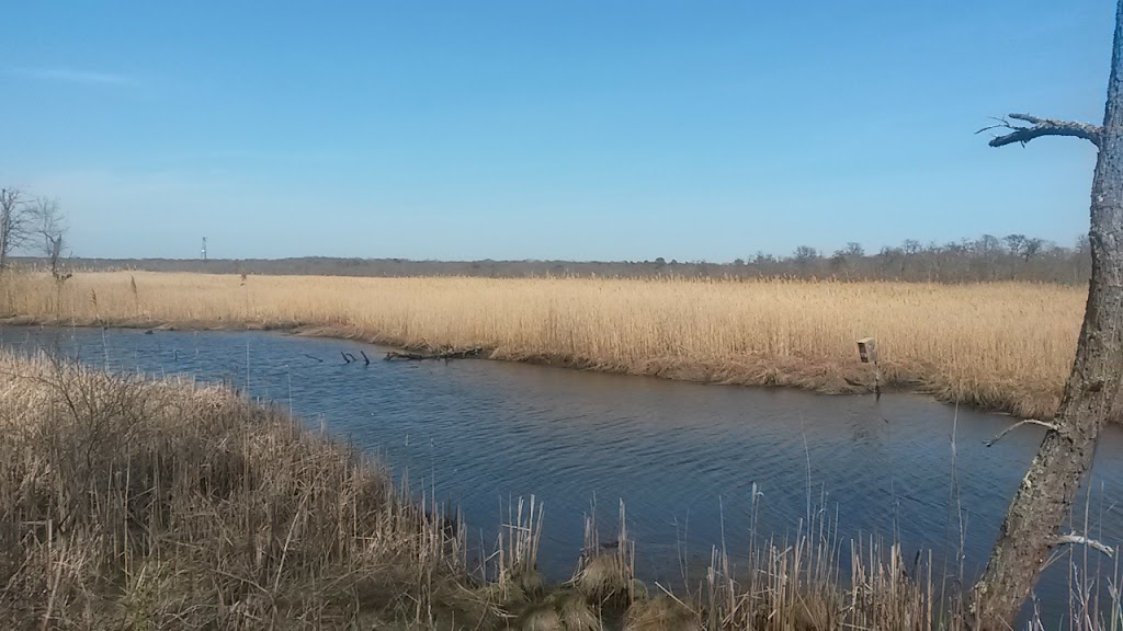 Wertheim National Wildlife Refuge Marsh Overlook #1 | Long Island National Wildlife Refuge Complex Visitor Center, 340 Smith Rd, Shirley, NY 11967 | Phone: (631) 286-0485