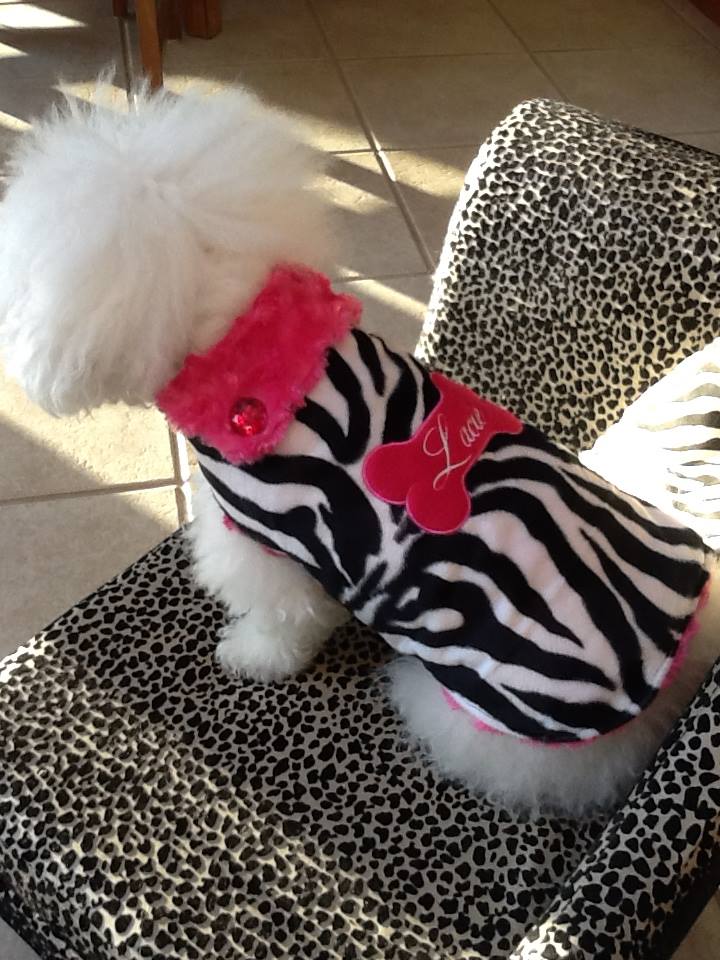 Sassy Dog Fashions | 2 Walking Purchase Circle, Northampton, PA 18067 | Phone: (610) 262-5806