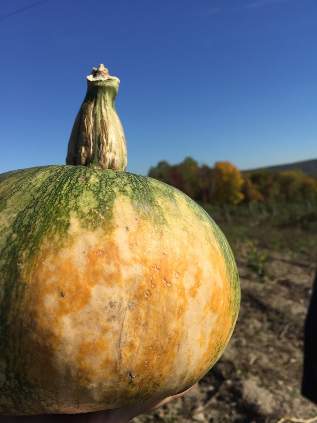 Apple Daves Orchards | 82 4 Corners Rd, Warwick, NY 10990 | Phone: (845) 986-1684