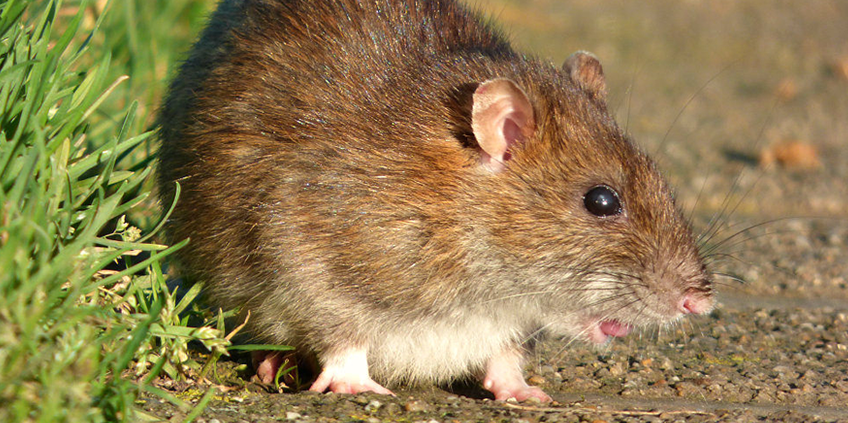 Legacy Rodent Control | 777 Westchester Ave Ste 101, White Plains, NY 10604 | Phone: (845) 625-3722