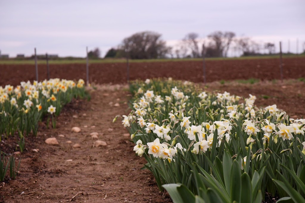 North Fork Flower Farm | 48455 Middle Road (CR, 48, Southold, NY 11971 | Phone: (631) 323-6690