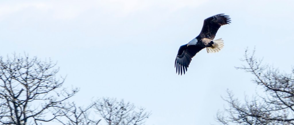 Wertheim National Wildlife Refuge Marsh Overlook #1 | Long Island National Wildlife Refuge Complex Visitor Center, 340 Smith Rd, Shirley, NY 11967 | Phone: (631) 286-0485