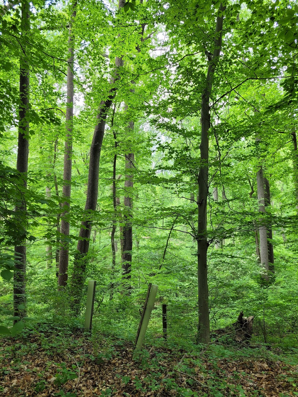 Natural Lands Saunders Woods Preserve | 1020 Waverly Rd, Gladwyne, PA 19035 | Phone: (610) 353-5587
