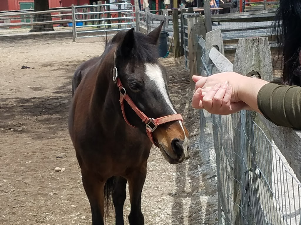 Spirits Promise Equine Rescue | 2746 Sound Ave, Riverhead, NY 11901 | Phone: (631) 875-0433