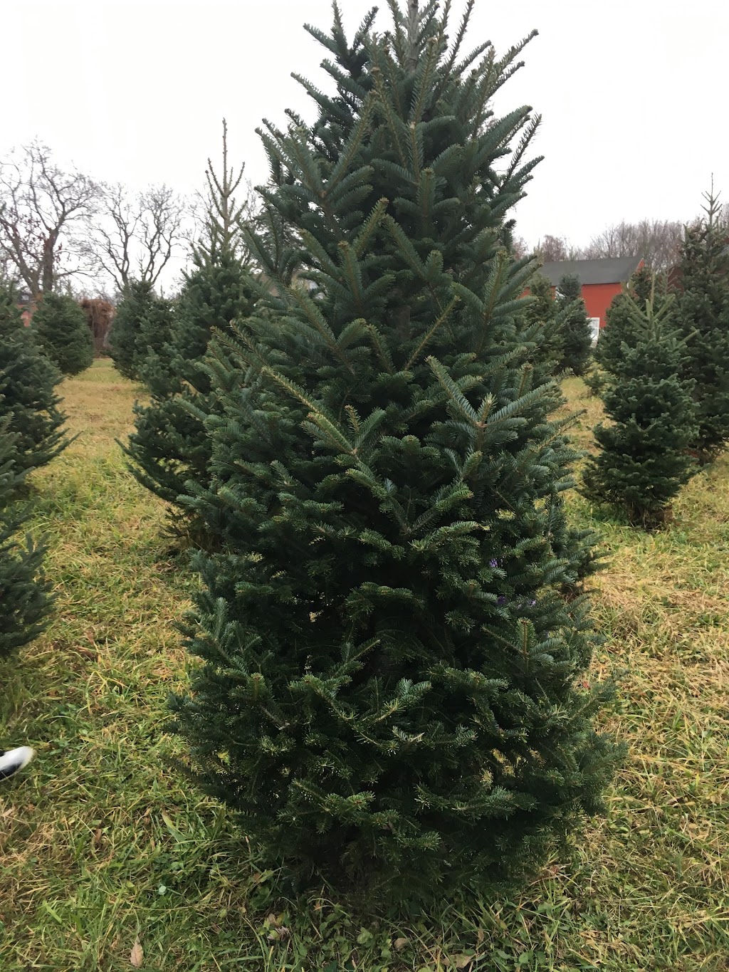 Sunset Christmas Tree Farm | 21 Frontage Rd, Blairstown, NJ 07825 | Phone: (870) 329-7766